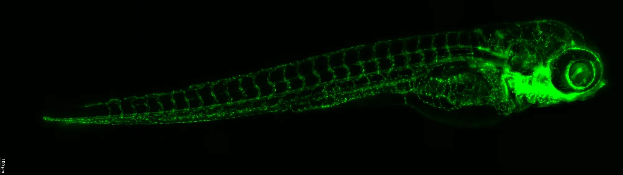 Fli1 / Lyz reporter zebrafish larva, whole-body fluorescence imaging