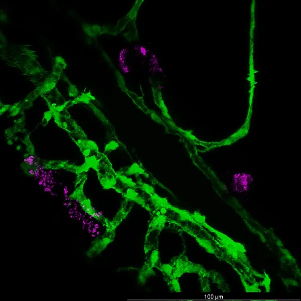 Larval vasculature — Confocal · LIGHTNING LVCC