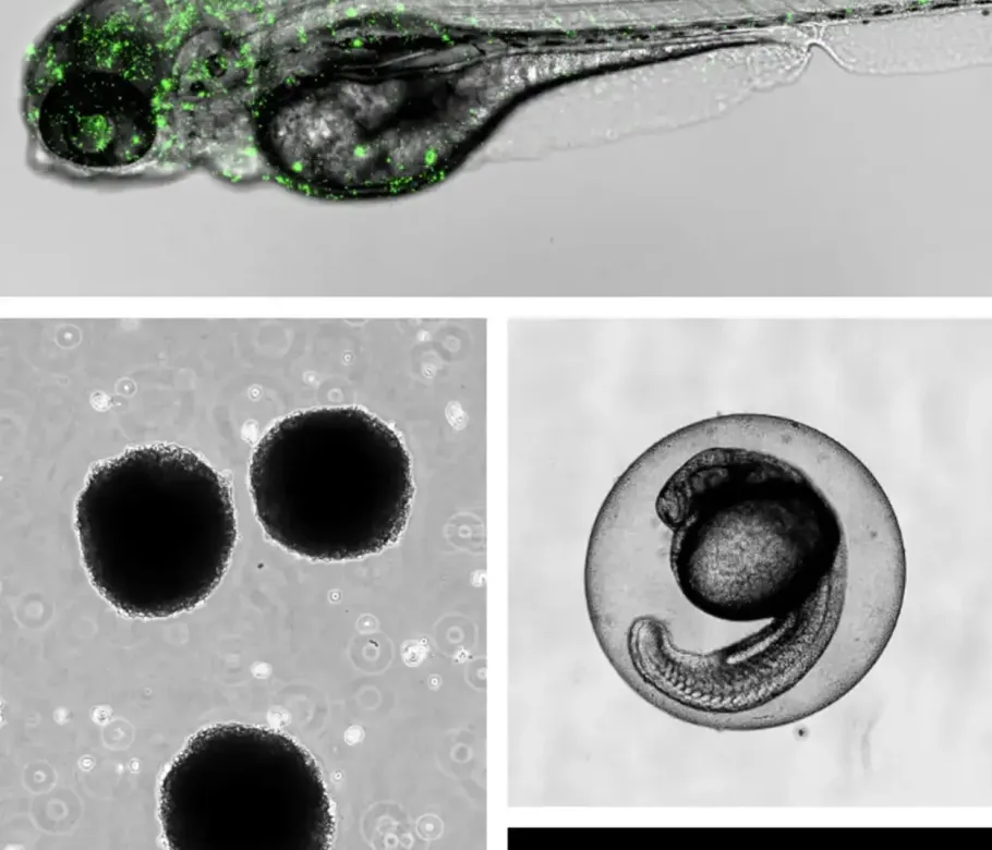 NanoBreak project: zebrafish larva, spheroids and embryo imaging